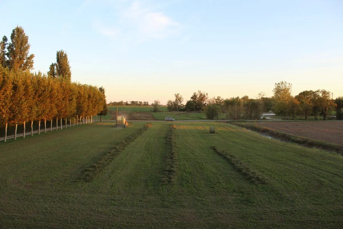 Le andane di fieno in file lunghe e regolari nel campo al tramonto, con il filare dei platani dorati a sinistra e il cielo azzurro