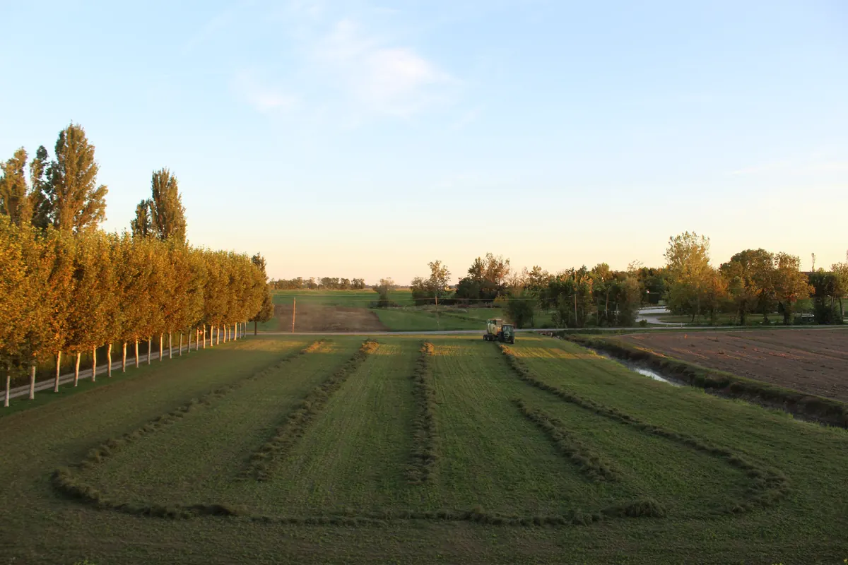 Campo di erba medica falciata con le andane in file regolari, il filare dei platani acceso dal sole basso e un trattore in fondo