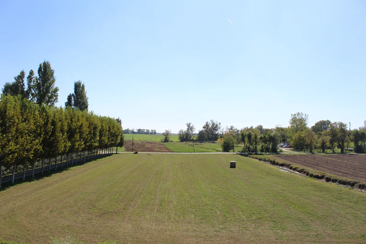 Il campo finito e vuoto sotto il sole, con il filare dei platani a sinistra e una rotoballa in fondo