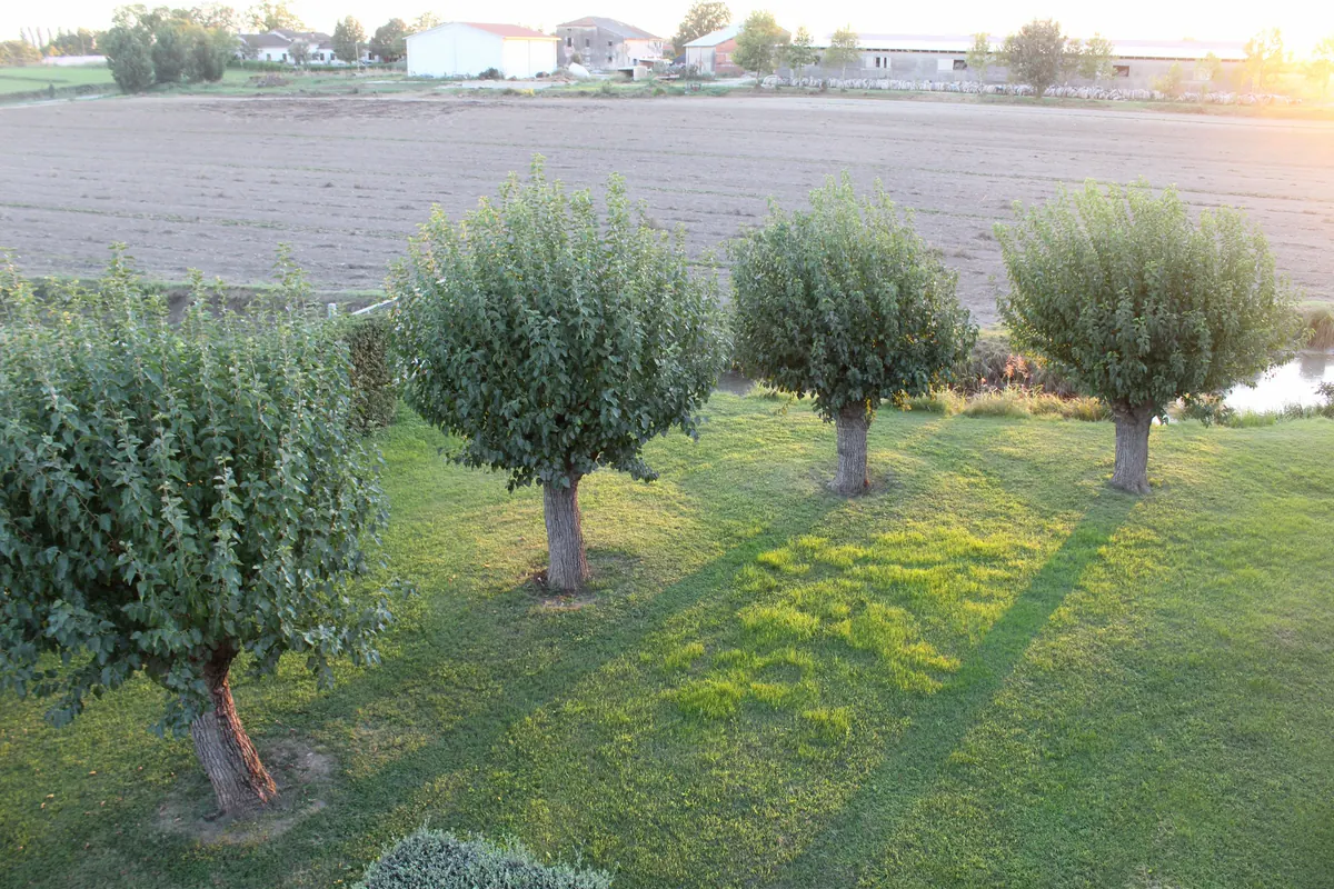 I gelsi del giardino con le chiome tonde e le ombre lunghe sul prato al tramonto, con i campi arati dietro