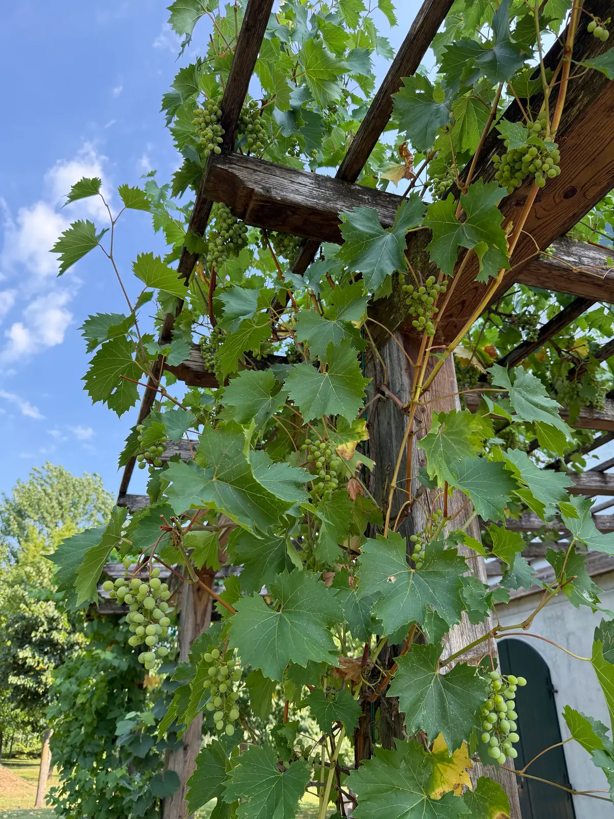 Grappoli d’uva verde tra le foglie, sotto le travi di legno di un pergolato