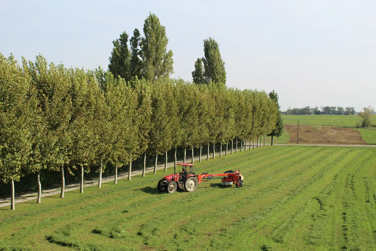 Il trattore con la falciatrice che lavora lungo il filare dei platani, con la pianura aperta oltre gli alberi
