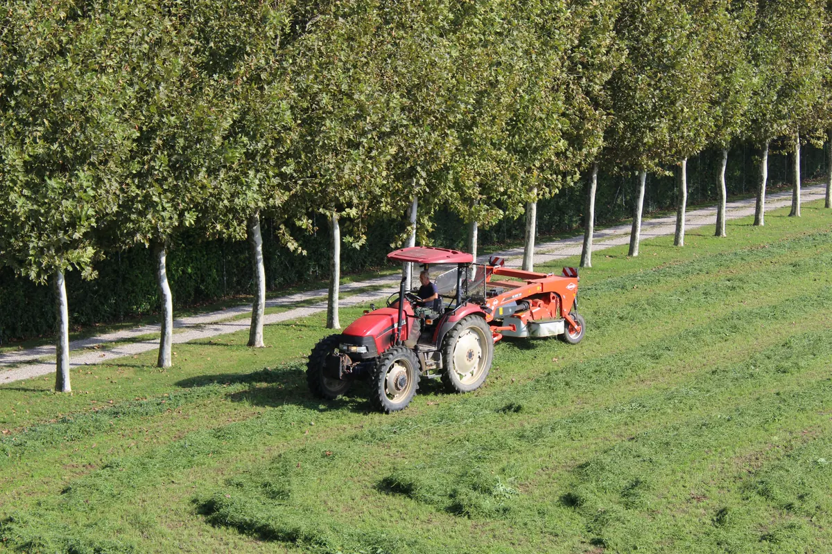 Il trattore rosso passa sotto i platani del viale, sul bordo del campo, con la strada bianca a fianco