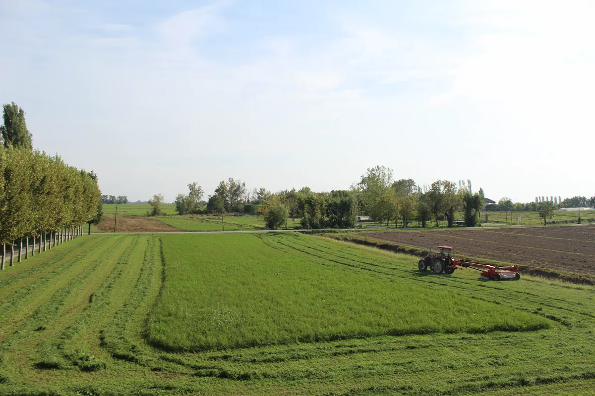 Il campo appena falciato visto dall’alto, con le prime strisce di erba a terra, il viale a sinistra e il trattore piccolo in fondo