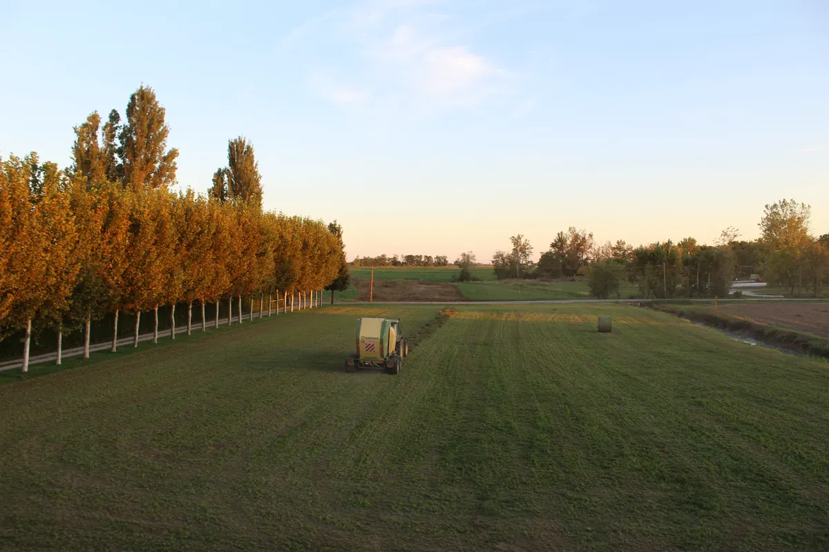 Il campo quasi finito nell’ultima luce del tramonto, con la rotopressa in lontananza e i platani dorati