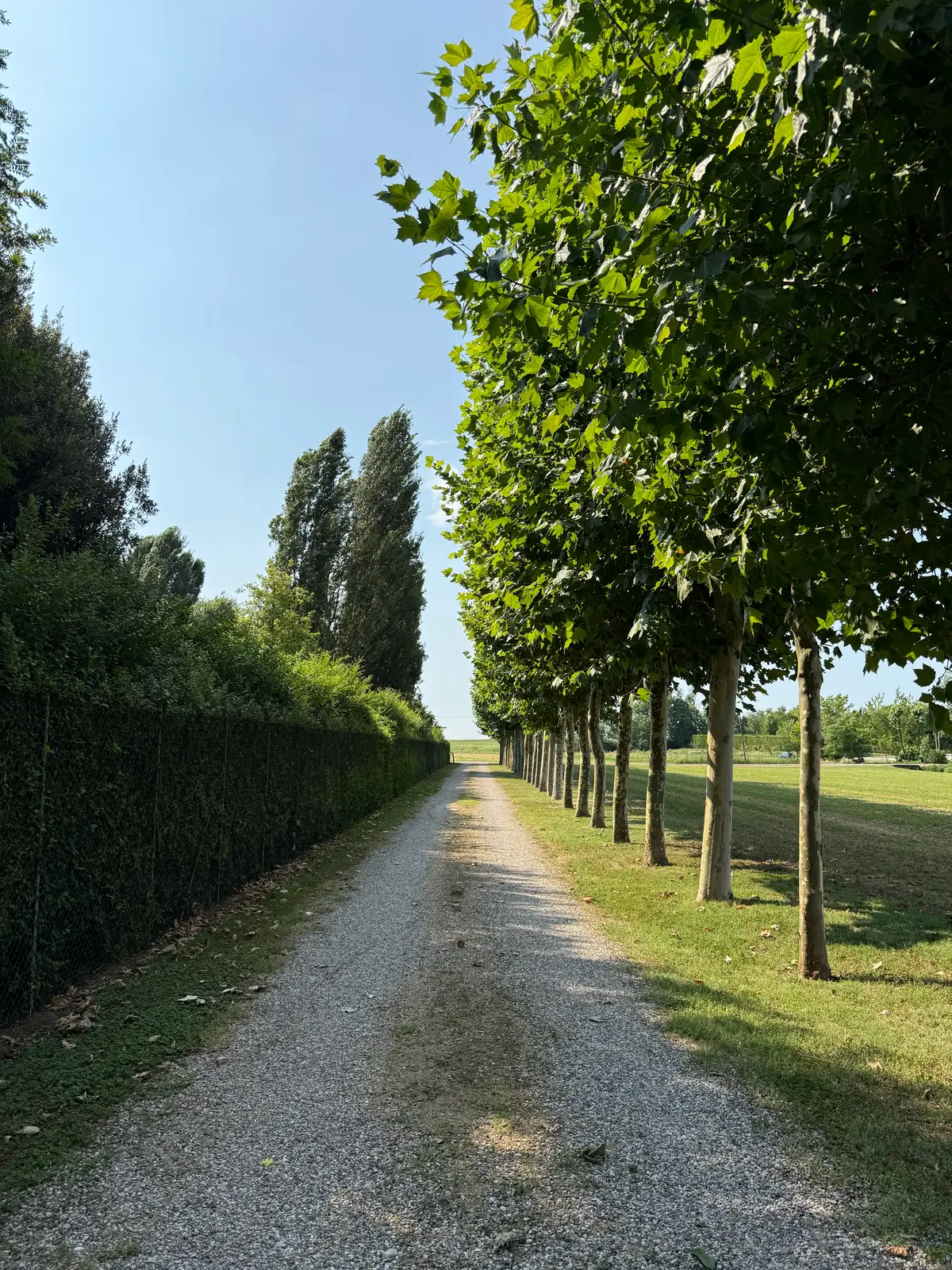 Viale in ghiaia fiancheggiato da platani potati e da una siepe alta